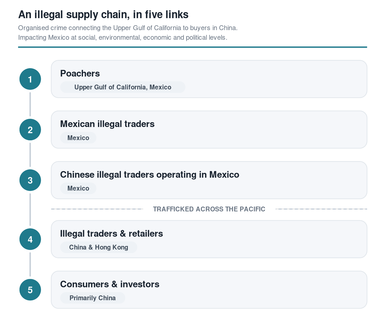Diagram: the illegal totoaba supply chain in five links, from poachers in the Upper Gulf of California to consumers in China