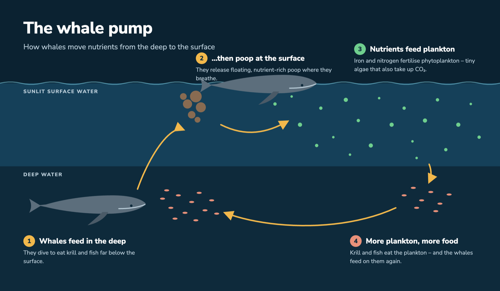 Diagram of the whale pump: whales feed in the deep, release nutrients at the surface, the nutrients feed plankton, and more plankton means more food