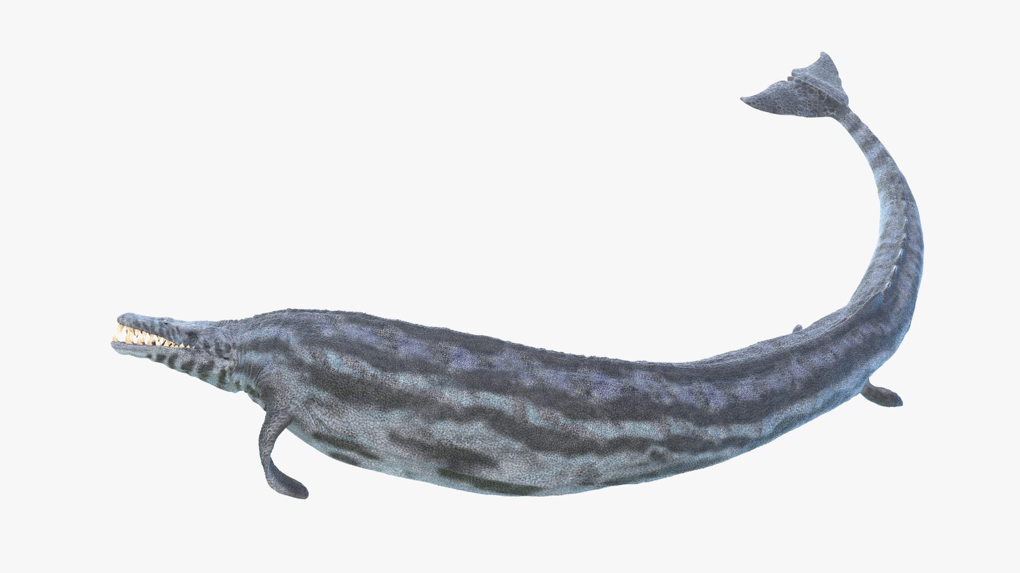 Reconstruction of a basilosaurid, one of the first fully aquatic whales