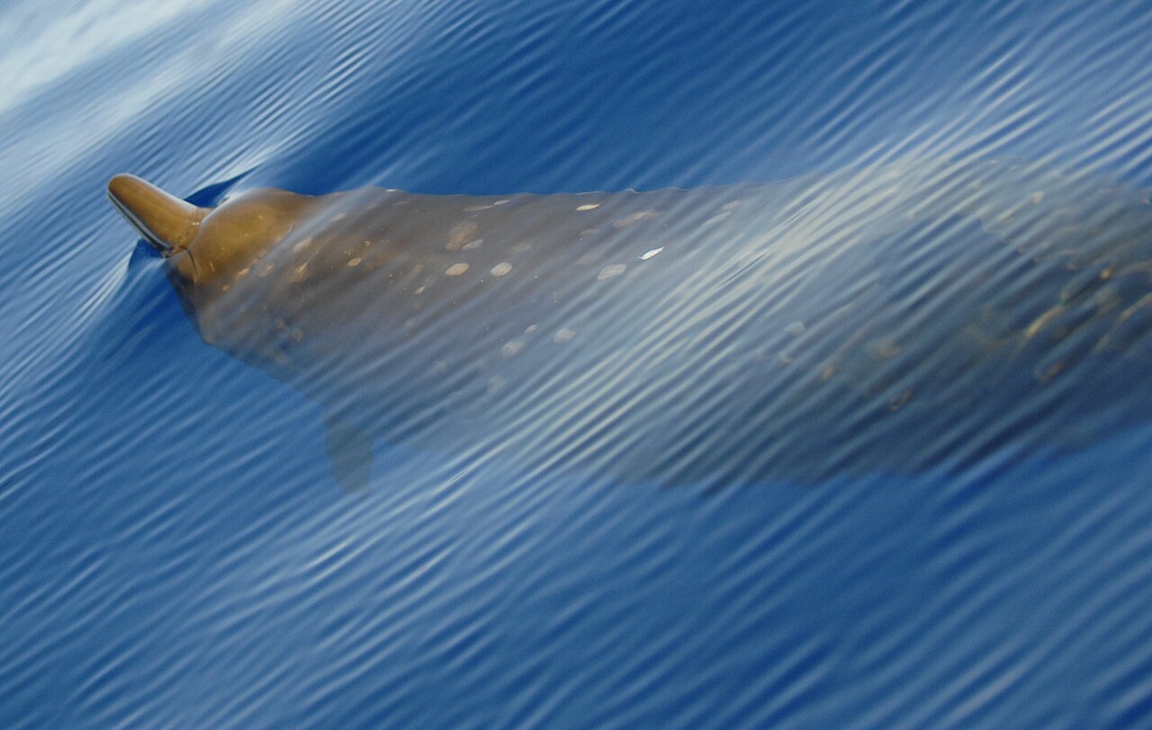 A Cuvier's beaked whale swimming just below the surface