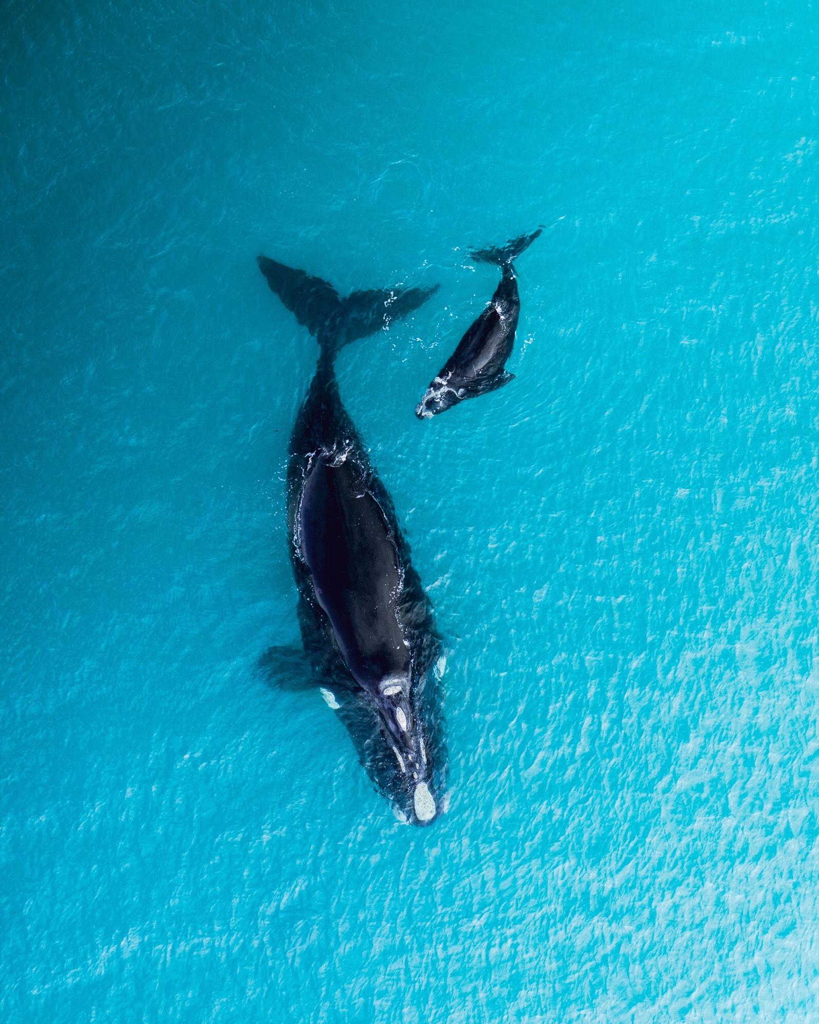 Aerial view of a baleen whale mother and her calf in turquoise water, here right whales