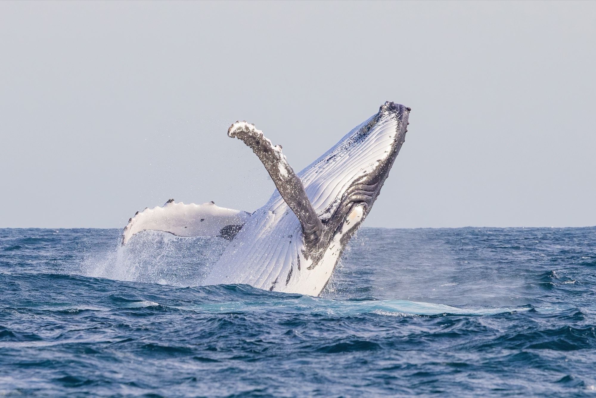 A humpback whale breaching, its body twisting above the waves