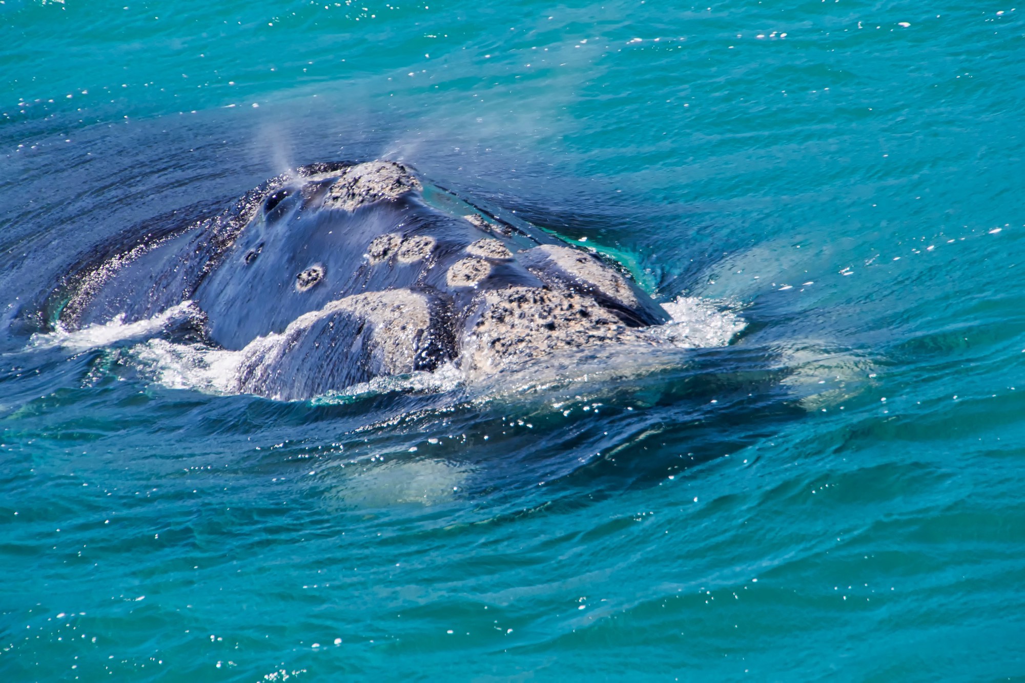 A right whale's head at the surface, covered in pale callosities