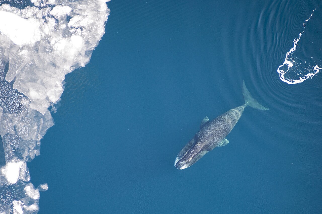 Aerial view of a bowhead whale swimming along the edge of the sea ice