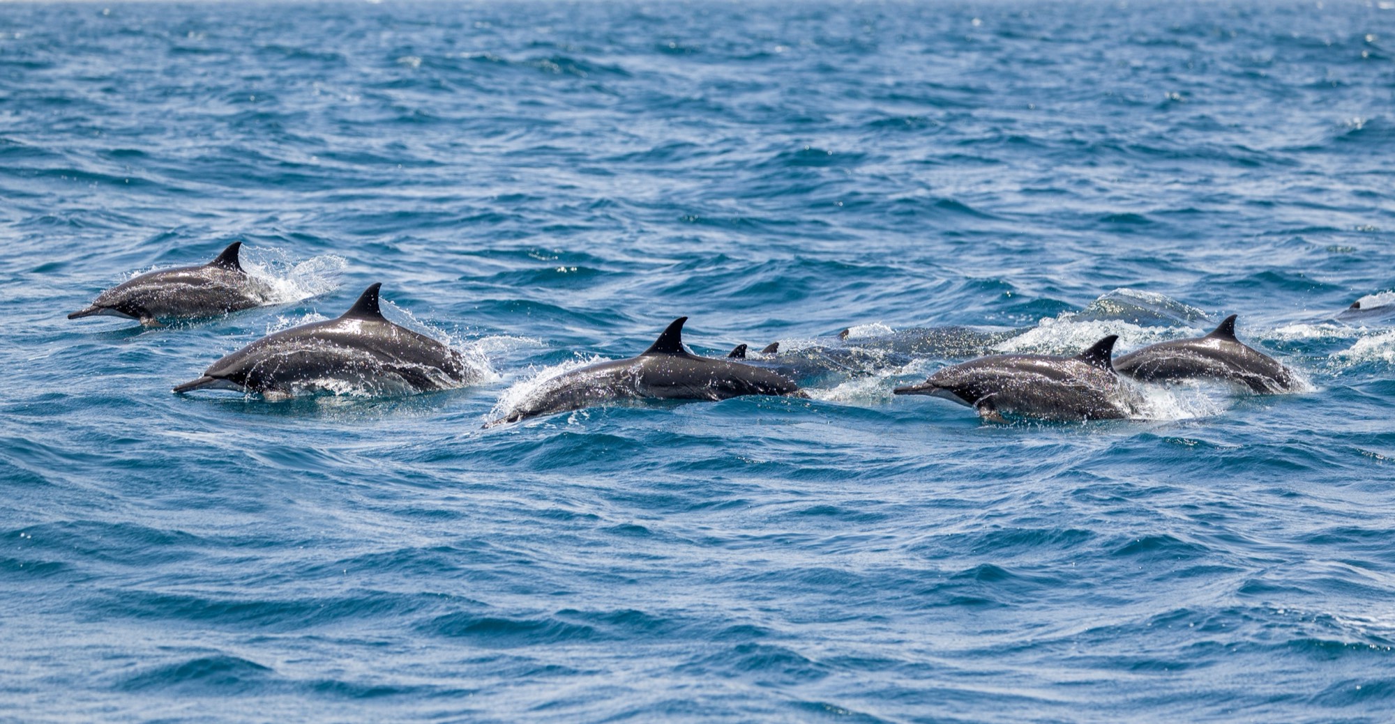 A group of dolphins surfacing together