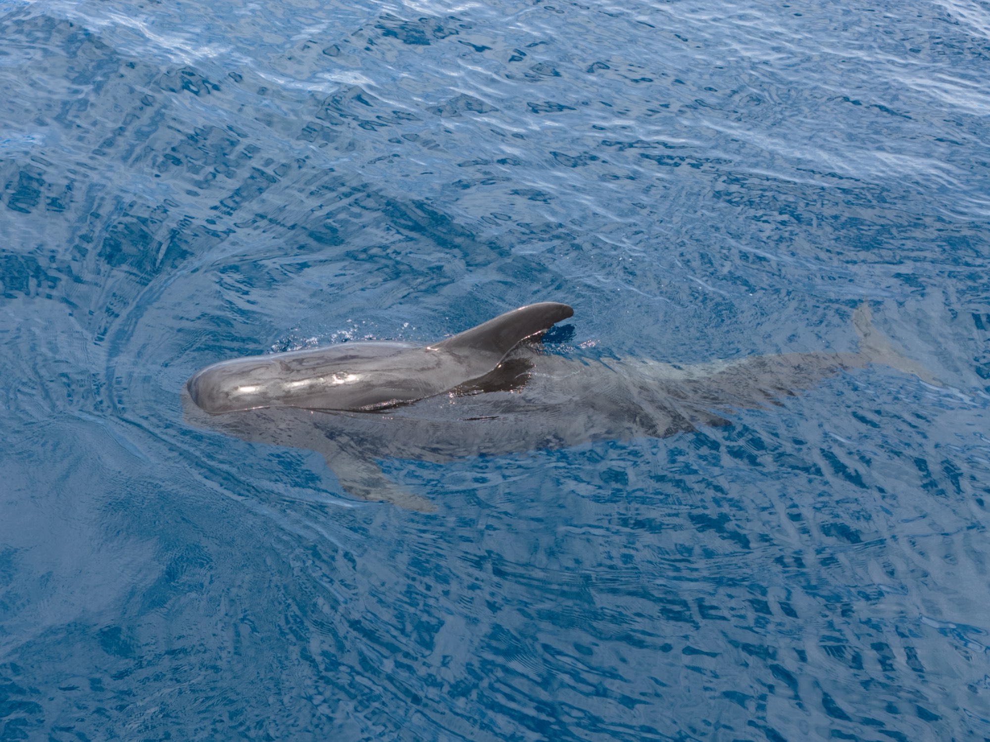 A pilot whale swimming at the surface
