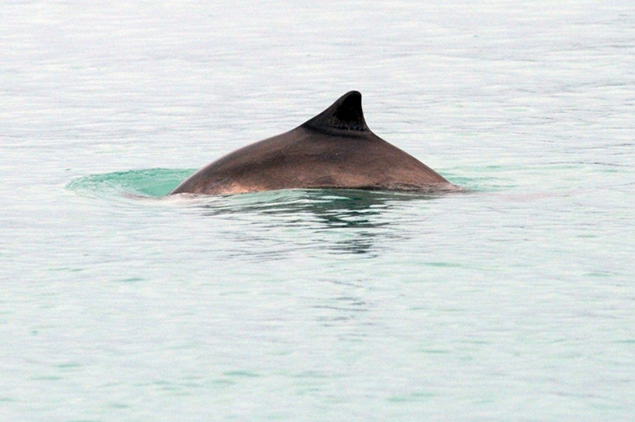 A harbor porpoise's small triangular dorsal fin at the surface