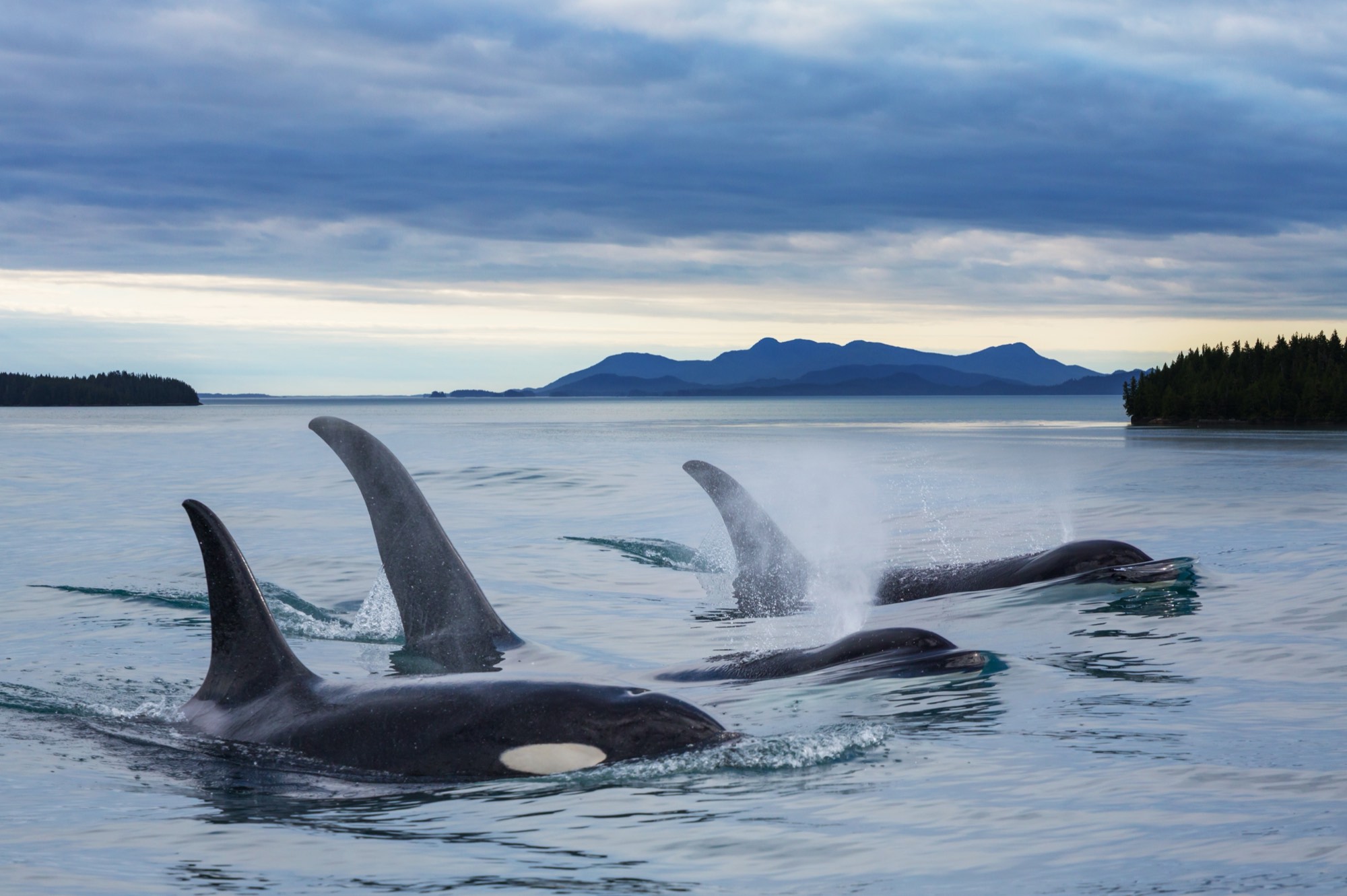 A pod of orcas surfacing in front of a forested coastline
