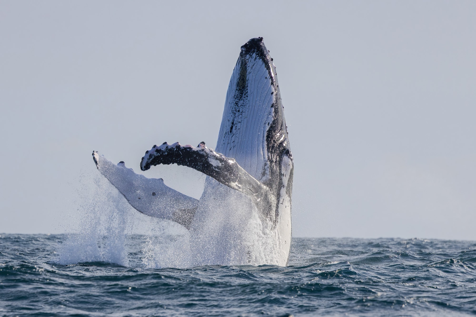 A humpback whale breaching