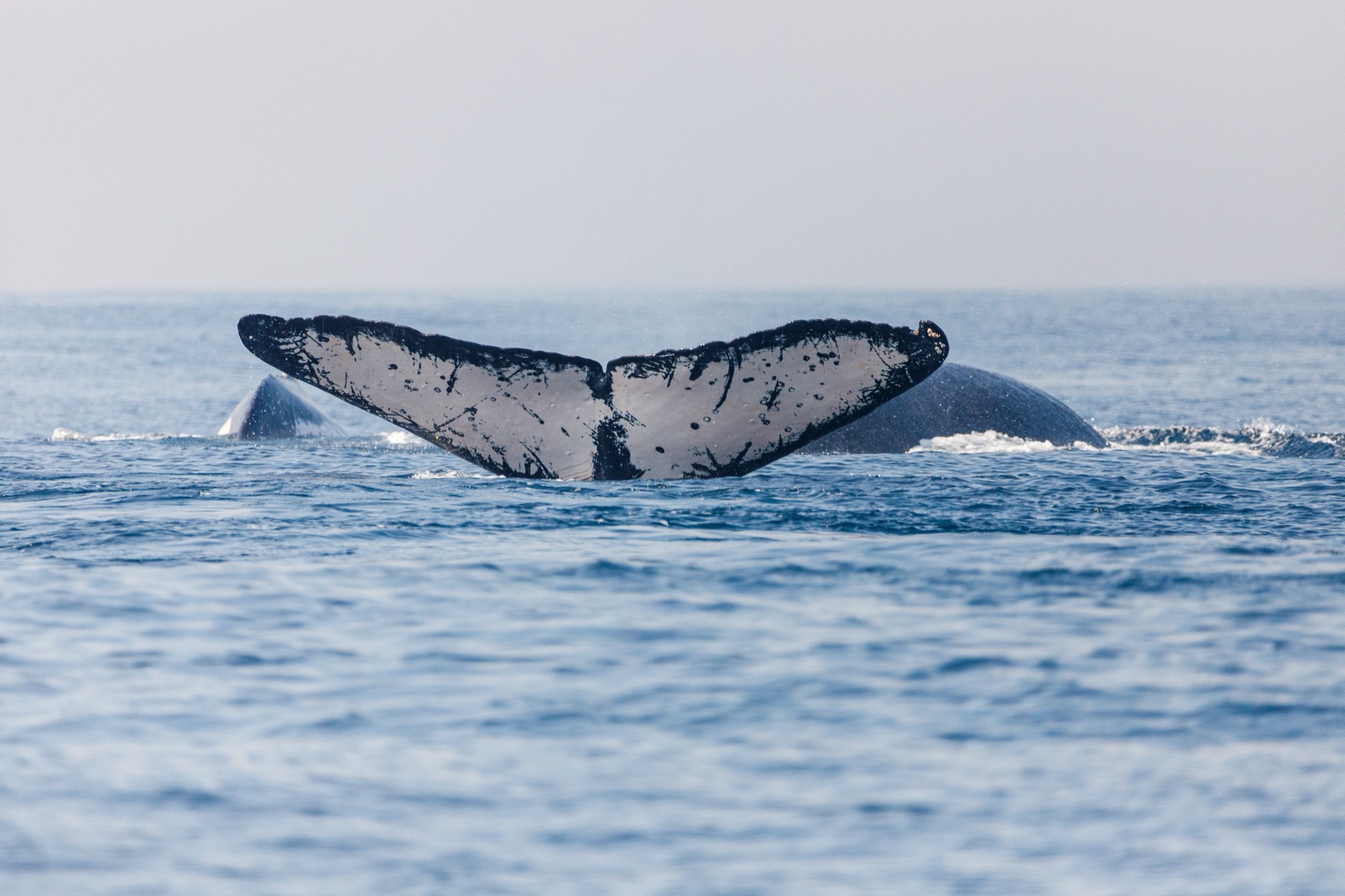 A whale's tail fluke rising as it begins a deep dive