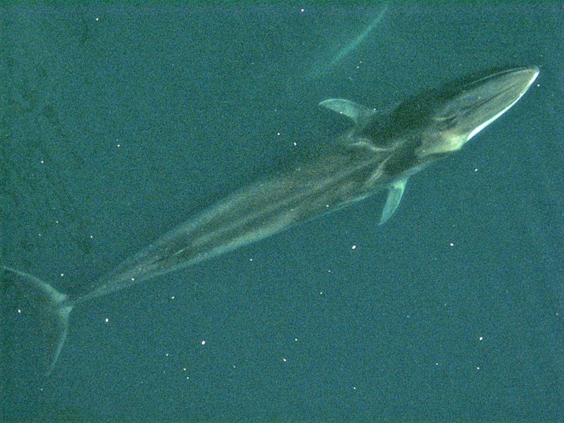 Aerial view of a fin whale swimming just below the surface