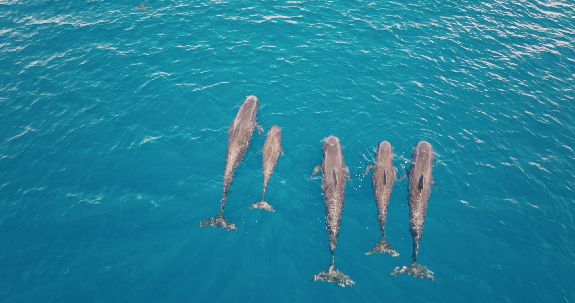 Aerial view of a small pod of pilot whales