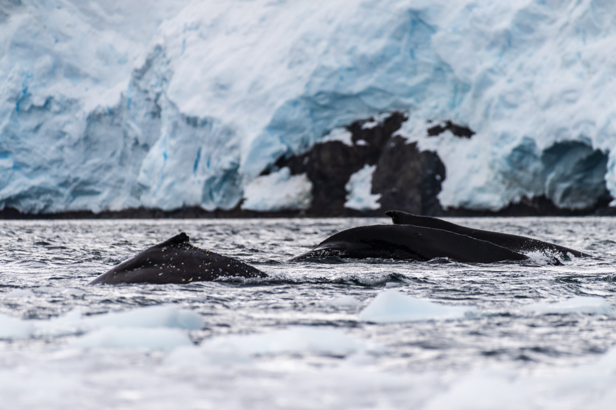 Humpback whales surfacing in front of a glacier