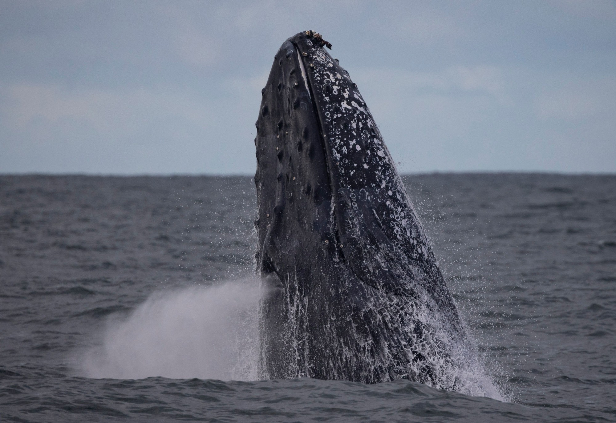 A humpback whale breaching