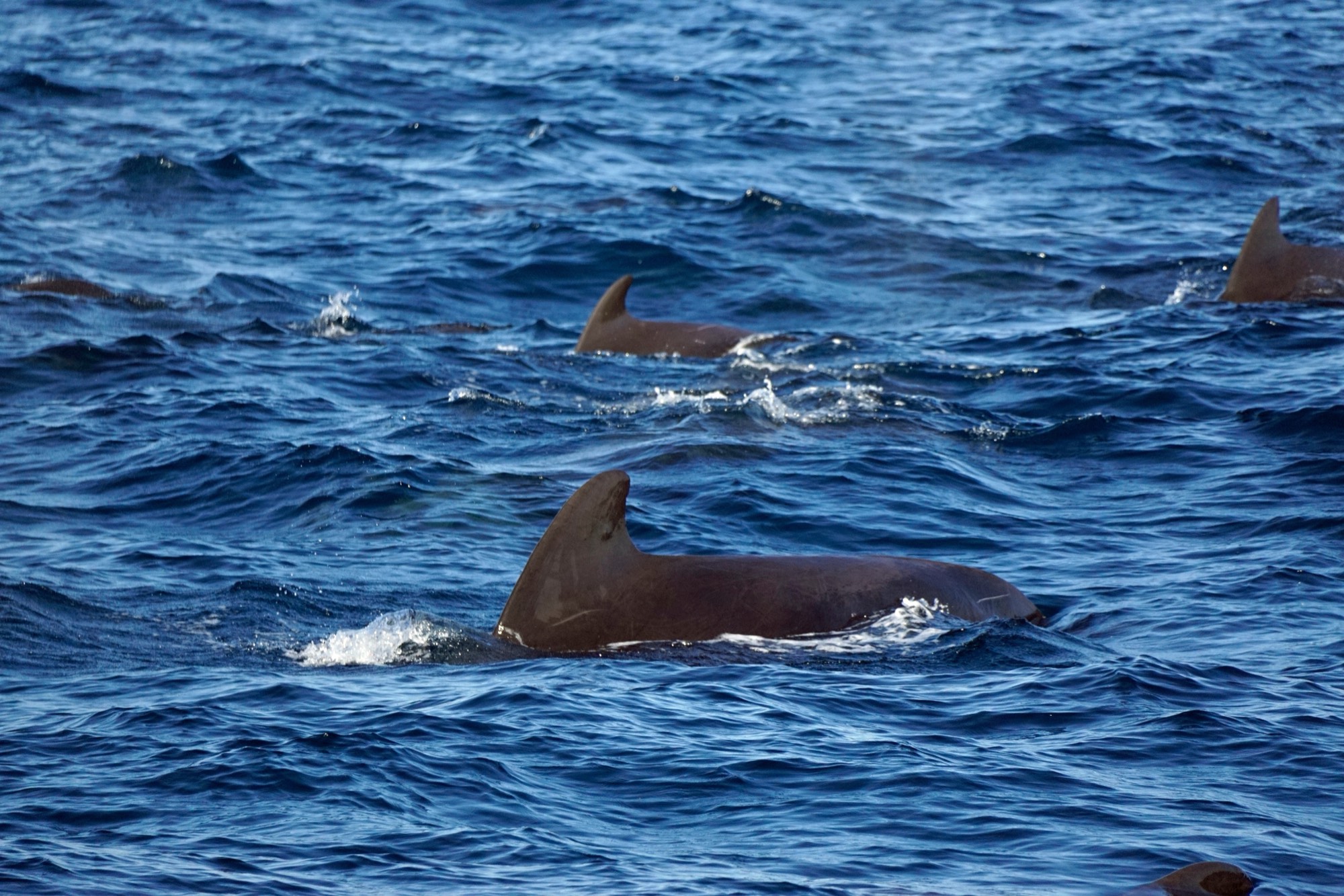 Pilot whales at the surface of the open ocean