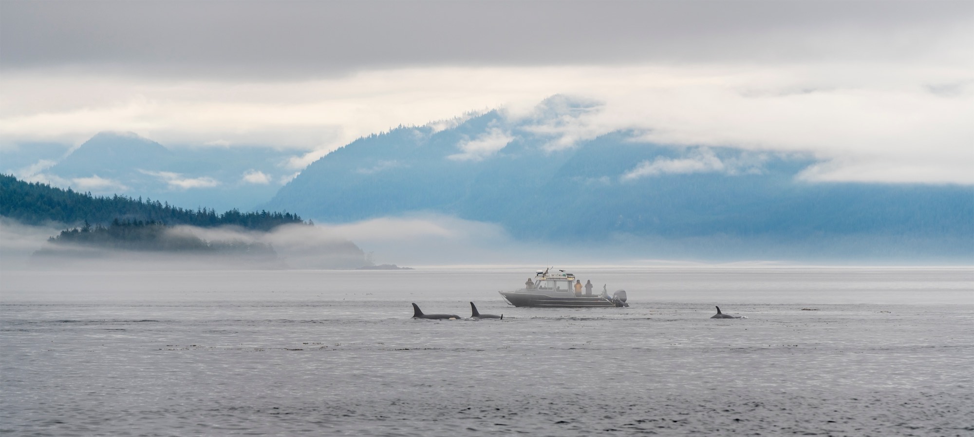 A whale-watching boat in a misty fjord