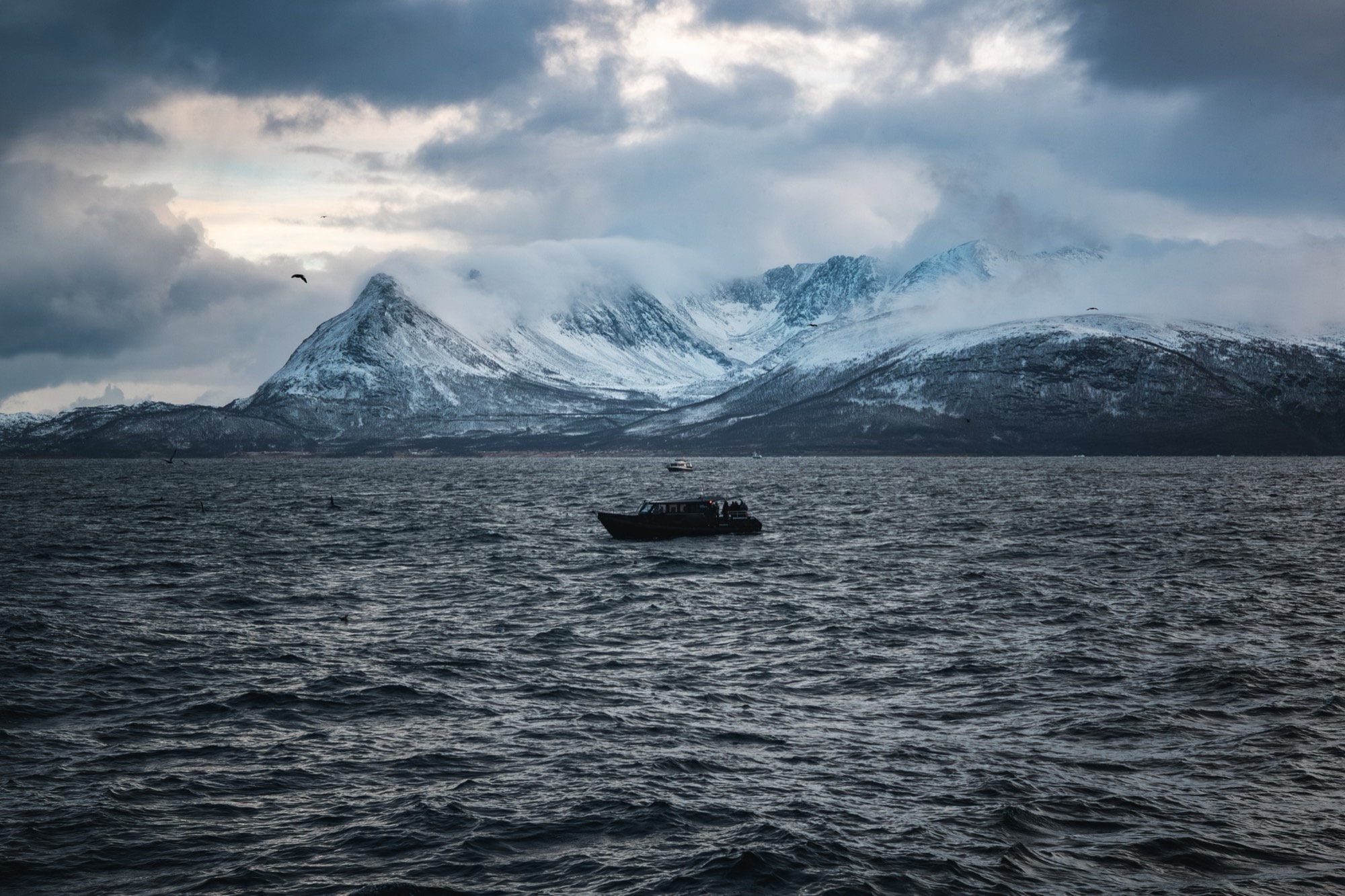 A whale surfacing in front of snow-capped mountains
